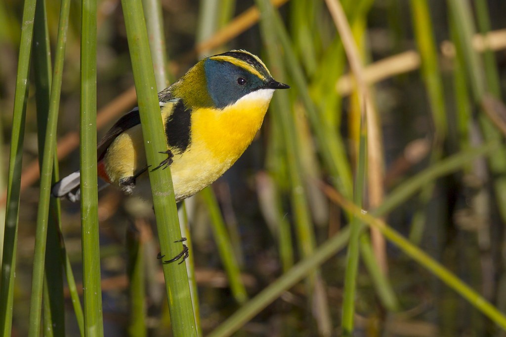 habitat do papa-piri