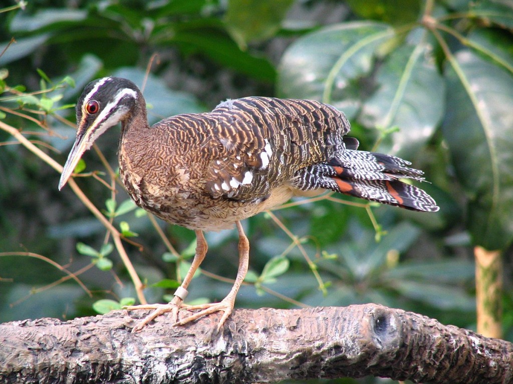 habitat do pavaozinho-do-para