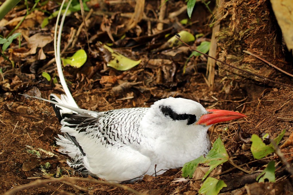 habitat do rabo-de-palha-de-bico-vermelho