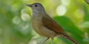 habitat do sabia-de-cabeca-cinza