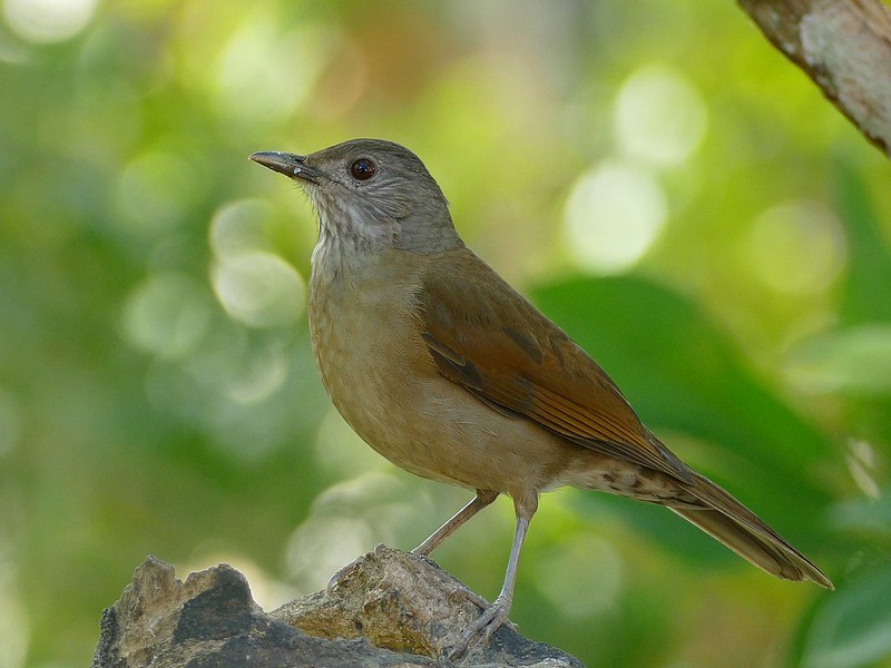 habitat do sabia-de-cabeca-cinza