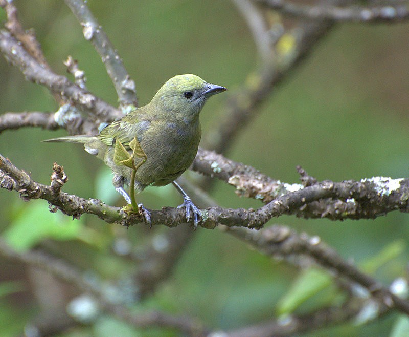 habitat do sanhaco-do-coqueiro