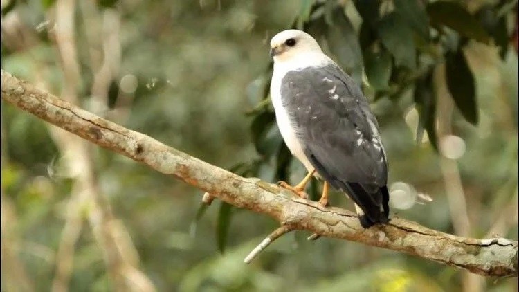 habitos do gaviao-pombo-pequeno