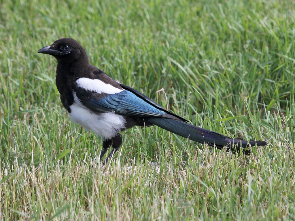 hudson magpie