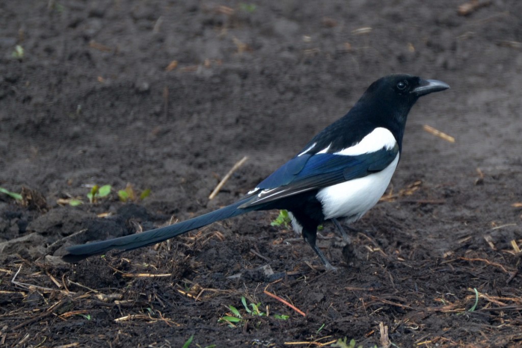 hudson magpie 