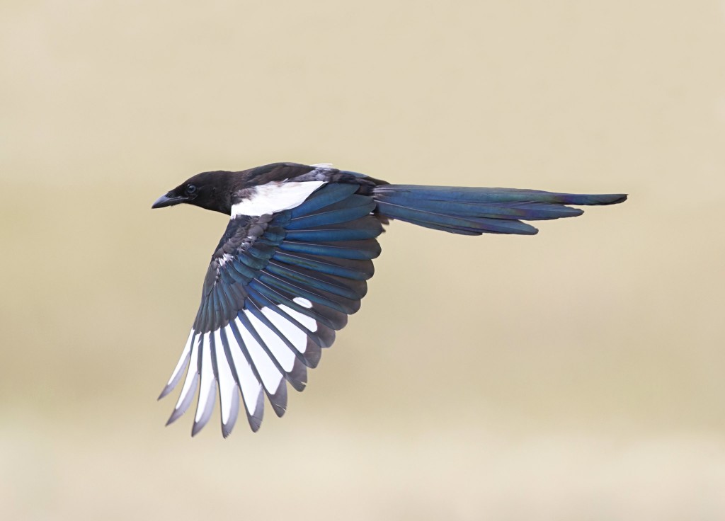 hudson magpie