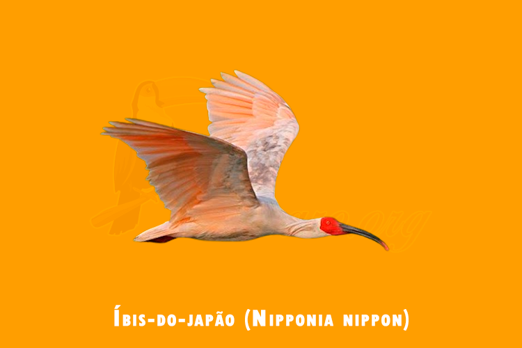 ibis-do-japao (Nipponia nippon)
