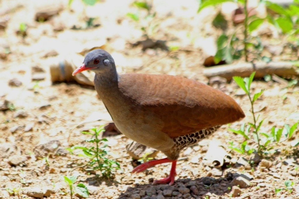 inhambu-chororo