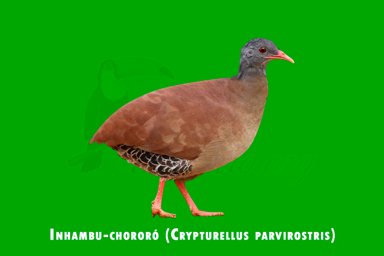 inhambu-chororo (crypturellus parvirostris)