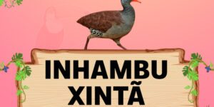 inhambu xinta