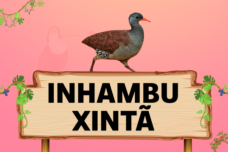 inhambu xinta