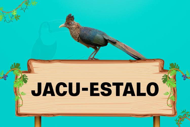 jacu estalo