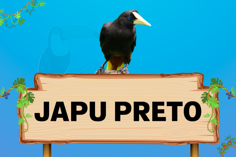 japu preto