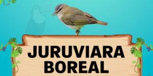 juruviara boreal