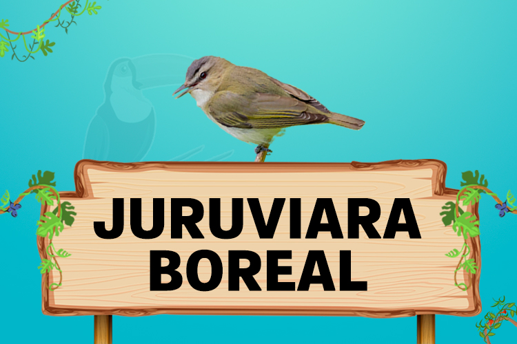 juruviara boreal