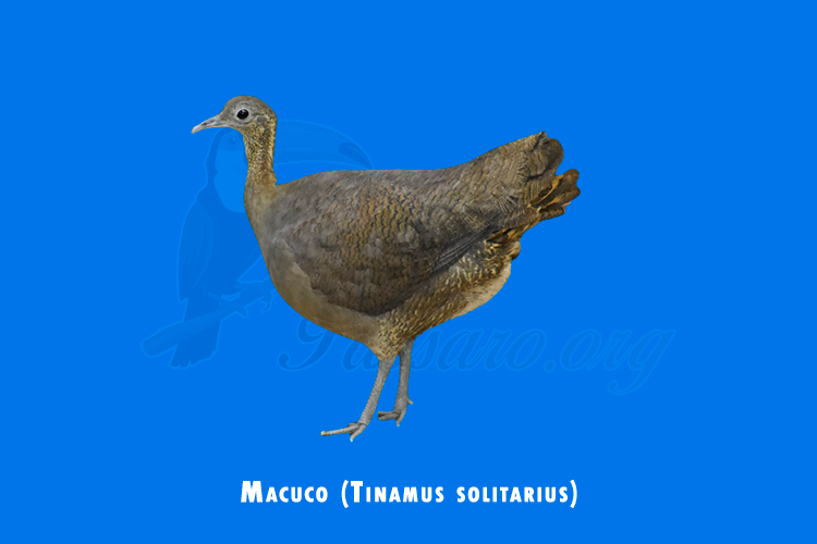 macuco (tinamus solitarius)