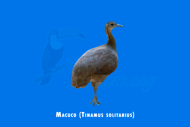 macuco (tinamus solitarius)