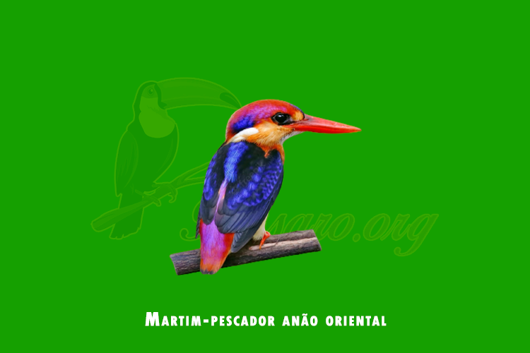 martim-pescador anao oriental