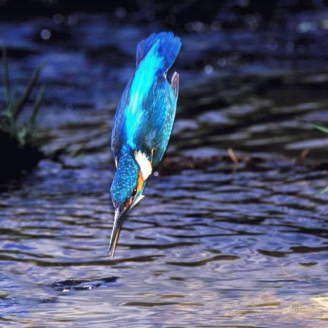 martim-pescador azul