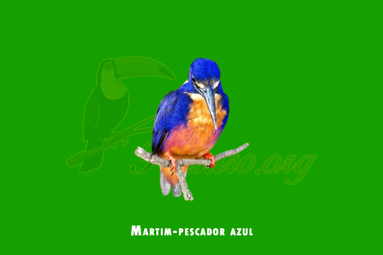 martim-pescador azul