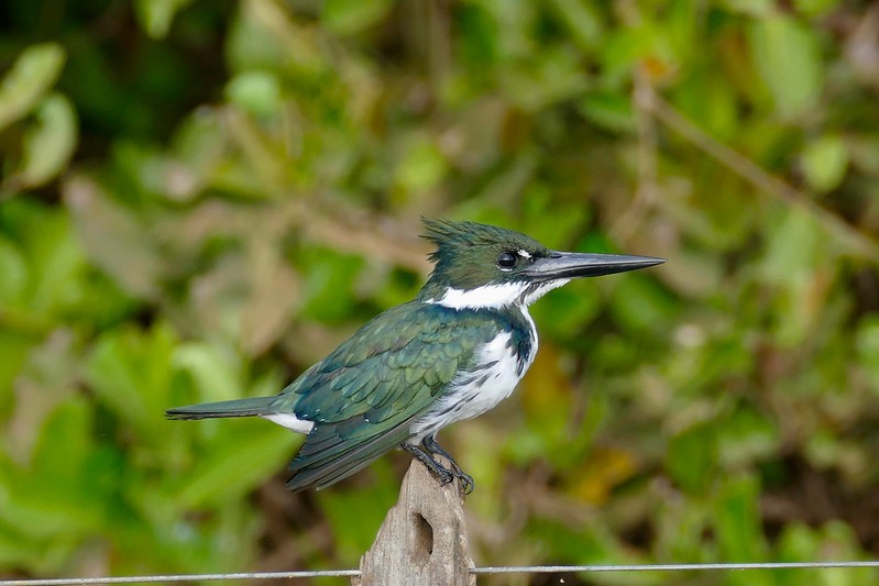 martim-pescador da amazonia