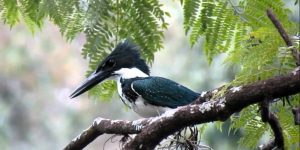 martim-pescador da amazonia