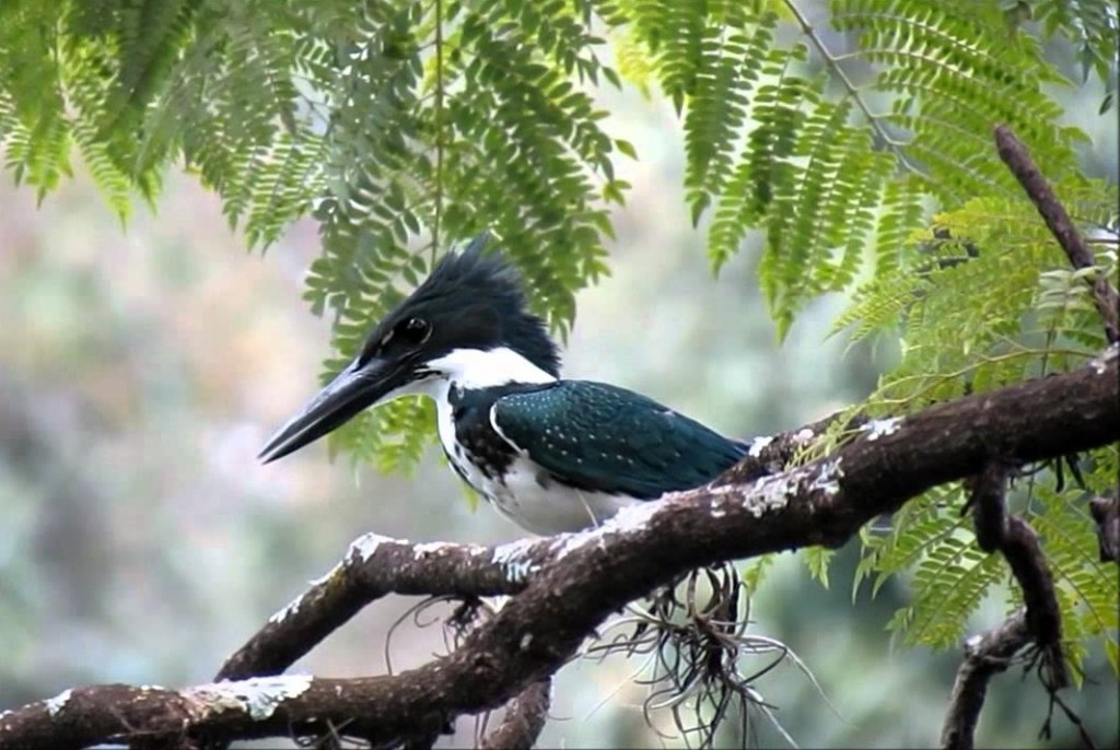 martim-pescador da amazonia