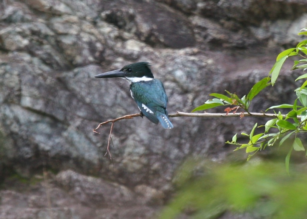 martim-pescador da amazonia