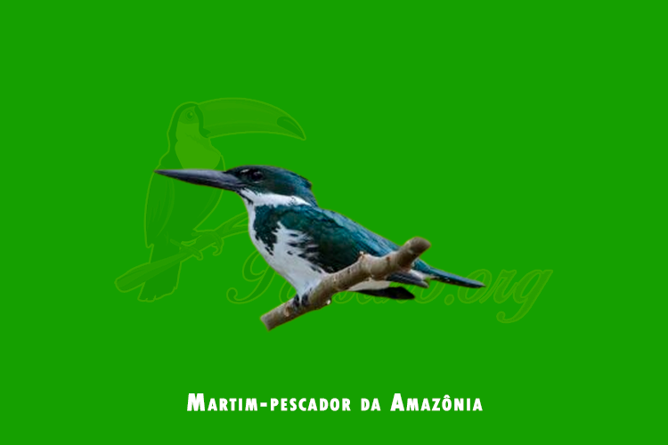 martim-pescador da amazonia