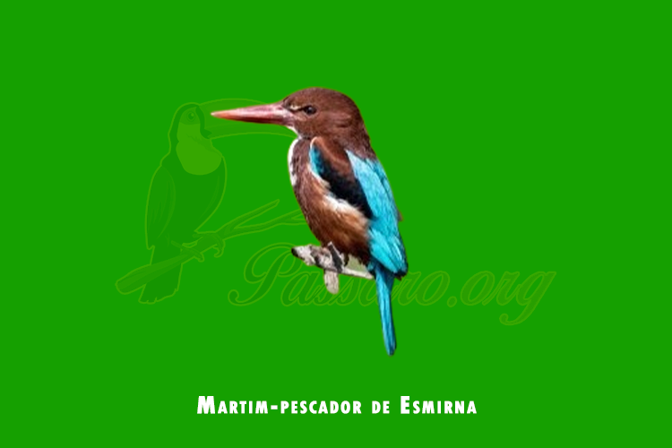 martim-pescador de esmirna