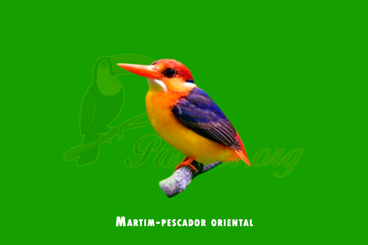 martim-pescador oriental