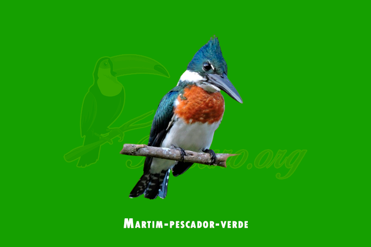 martim-pescador-verde