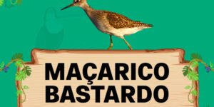 maçarico bastardo