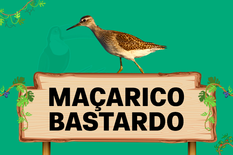 maçarico bastardo