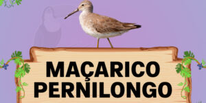 maçarico pernilongo