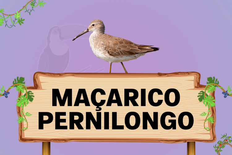 maçarico pernilongo