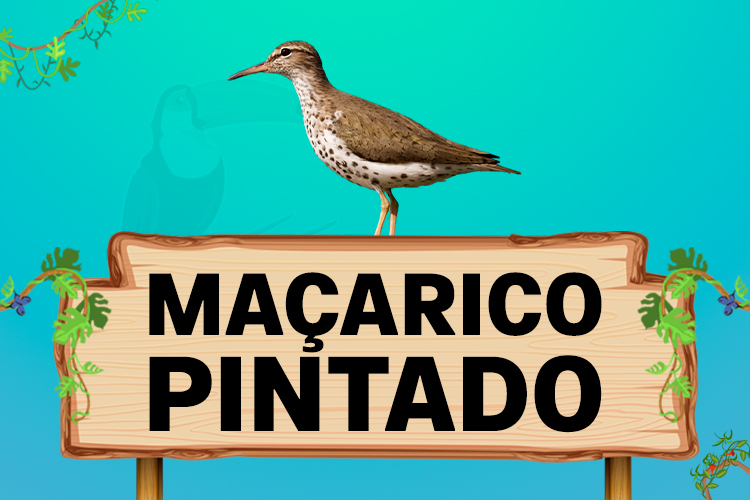 maçarico pintado