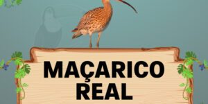 maçarico real