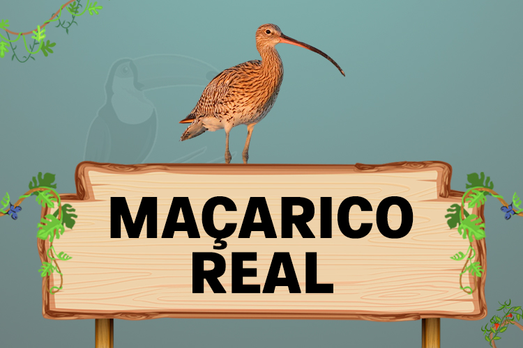 maçarico real