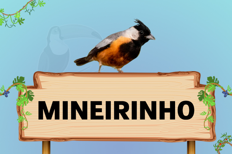 mineirinho