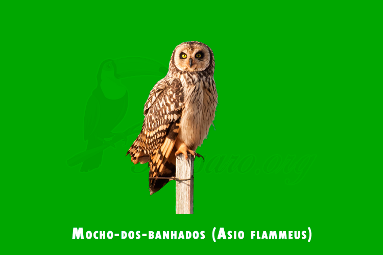 mocho-dos-banhados (asio flammeus)