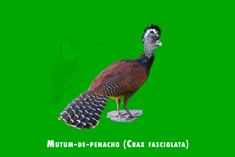 mutum-de-penacho (crax fasciolata)