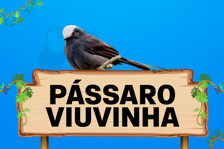 passaro viuvinha