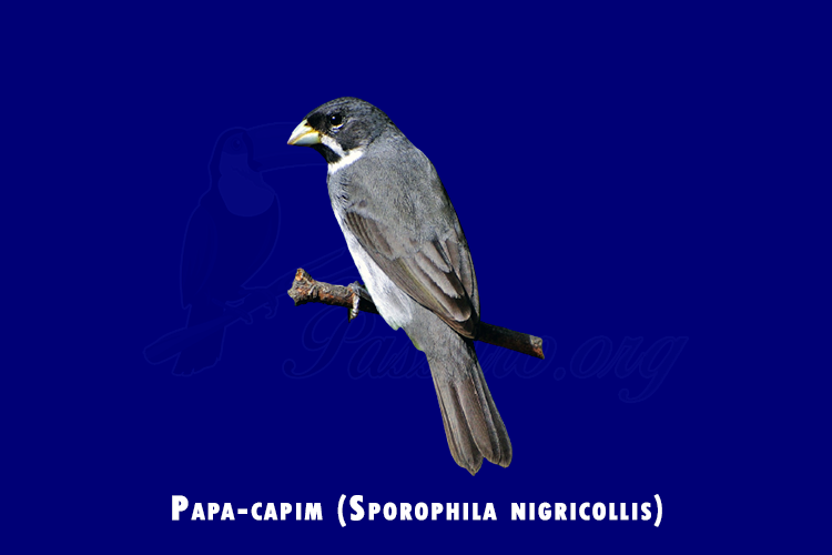 papa-capim ( sporophila nigricollis)