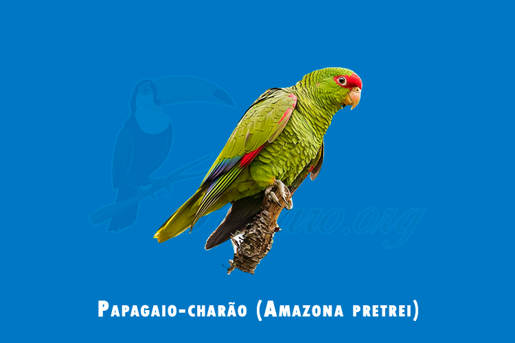papagaio-charao ( amazona pretrei)