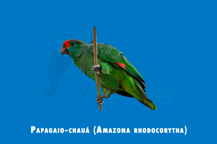 papagaio-chaua (amazona rhodocorytha)
