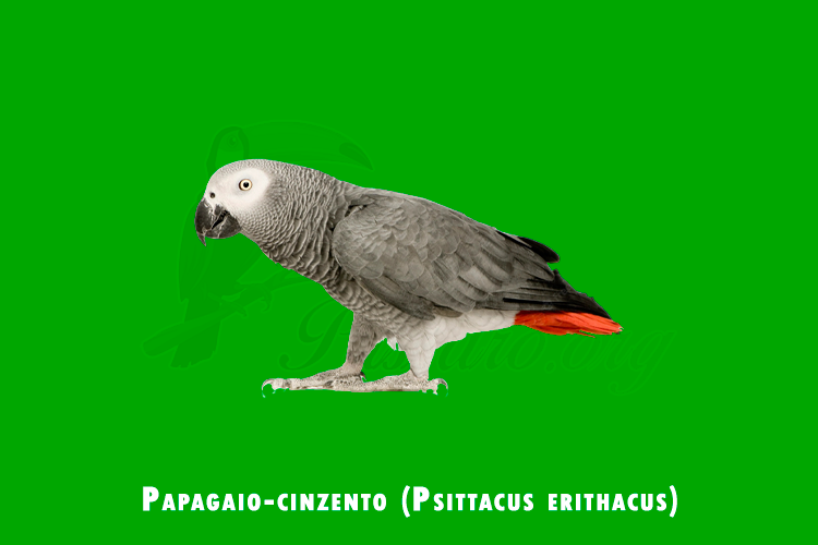 papagaio-cinzento (psittacus erithacus)