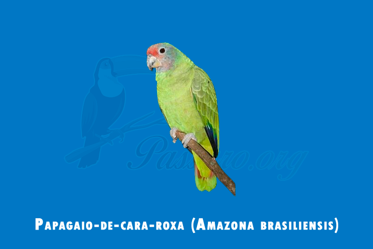 papagaio-de-cara-roxa (Amazona brasiliensis)