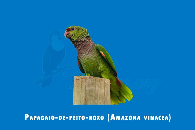 papagaio-de-peito-roxo ( amazona vinacea)