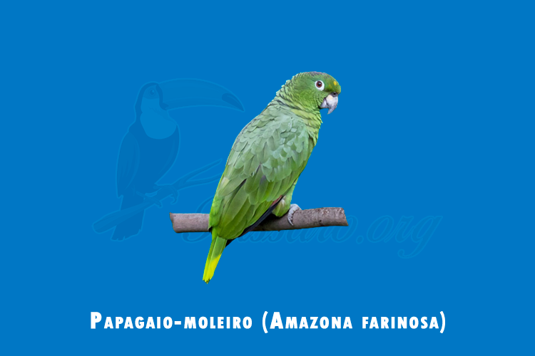 papagaio-moleiro ( amazona farinosa)